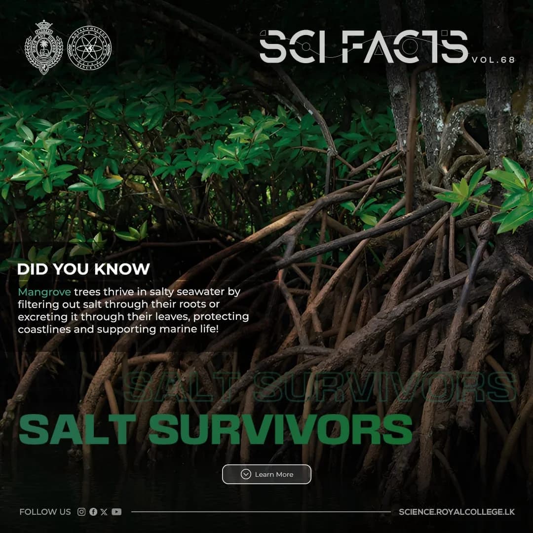 SCI FACTS'25 - Salt Survivors