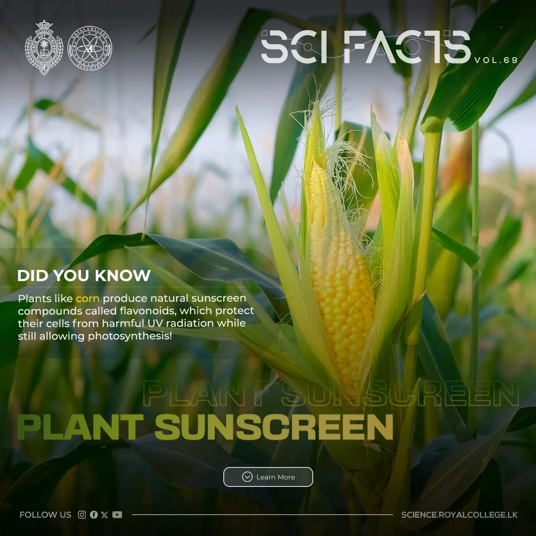 SCI FACTS'25 - Plant Sunscreen